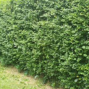 Bush Trimming by Paz Lawn Care LLC reviewed on August 19, 2025