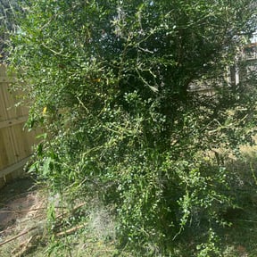 Bush Trimming by Re Image lawn care reviewed on August 17, 2025