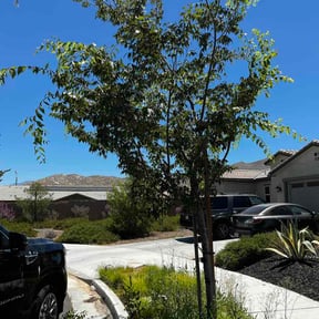 Bush Trimming by Handyman and Lawn care reviewed on July 9, 2026
