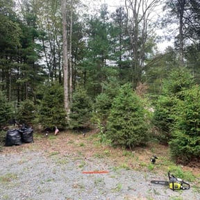 Bush Trimming by Mow It Alls Of Vero LLC reviewed on October 21, 2025