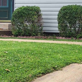 Bush Trimming by Jared and sons reviewed on August 21, 2025