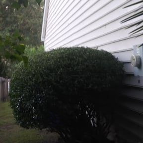 Bush Trimming by LT Landscaping reviewed on August 15, 2025