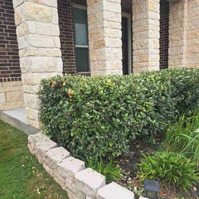 Bush Trimming by Lawns by leo reviewed on August 17, 2025