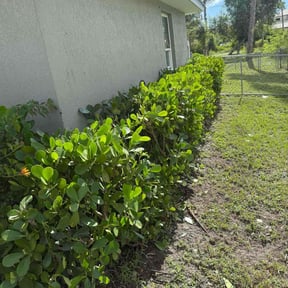 Bush Trimming by Zunigas Green Care LLC  reviewed on October 23, 2025