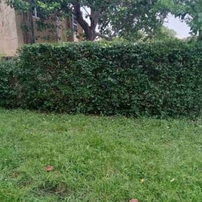 Bush Trimming by Pro lawn service reviewed on August 18, 2025