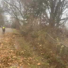 Bush Trimming by Ortiz Exteriors reviewed on November 26, 2025