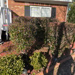 Bush Trimming by Twin Mountain Landscape  reviewed on August 20, 2025