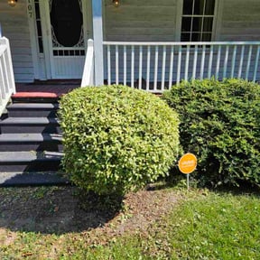 Bush Trimming by Var Landscape reviewed on November 22, 2025