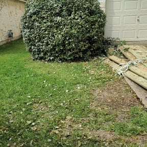 Bush Trimming by Mr. Mower reviewed on August 20, 2025