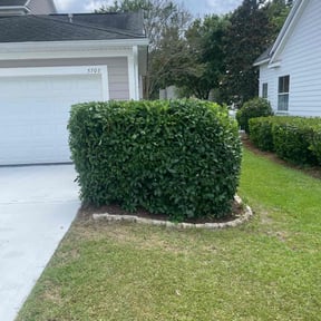 Bush Trimming by All Quality Lawn LLC. reviewed on August 18, 2025