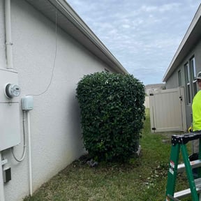 Bush Trimming by amazing r&r landscaping reviewed on August 18, 2025