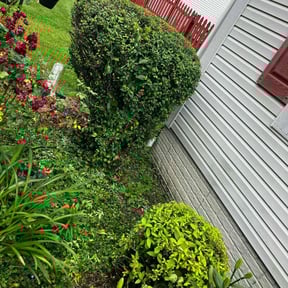 Bush Trimming by Stephenson's Landscaping reviewed on August 16, 2025