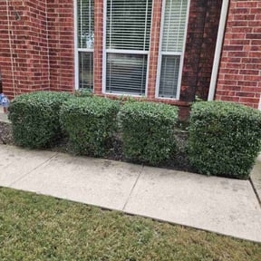 Bush Trimming by Lone Star Gigs reviewed on August 18, 2025