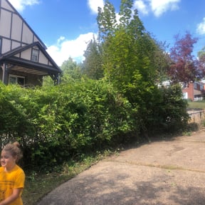 Bush Trimming by K&M lawn care reviewed on August 16, 2025