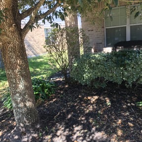 Bush Trimming by K and G lawncare reviewed on August 16, 2025