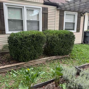 Bush Trimming by Precision Lawncare reviewed on December 9, 2025