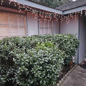 Bush Trimming by VanderWaarden Lawn Services LLC reviewed on August 21, 2025