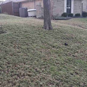 Leaf Removal by Tim's Discount Lawn reviewed on January 5, 2026