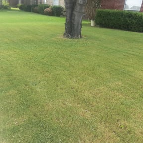 Bush Trimming by Steve&#039;s Lawn Mowing and Odd Jobs reviewed on November 21, 2025