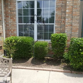 Bush Trimming by JD Lawn care and property maintenance reviewed on August 17, 2025