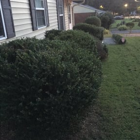 Bush Trimming by Tony’s Handyman Services reviewed on August 17, 2025
