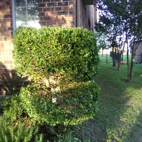 Bush Trimming by Bennett Lawn Care reviewed on August 16, 2025