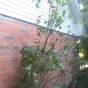Bush Trimming by Wheaton and chain saw repair reviewed on August 21, 2025