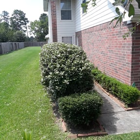 Bush Trimming by Backyard Ponds Patios LLC reviewed on August 21, 2025