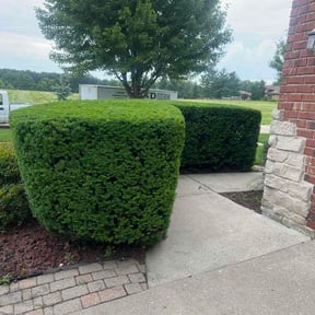 Bush Trimming by Supreme Lawn Care reviewed on July 14, 2026