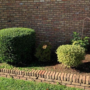 Bush Trimming by SM landscaping reviewed on August 21, 2025