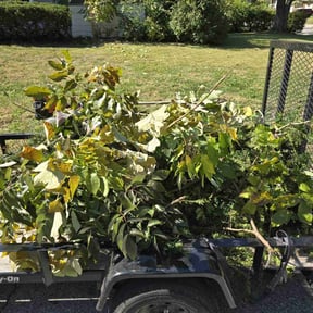 Bush Trimming by M&N lawncare reviewed on August 19, 2025