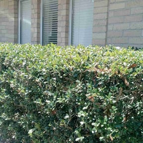 Bush Trimming by Luxury Lawn Care reviewed on August 16, 2025