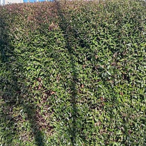 Bush Trimming by 20th Century Lawn Care and Gardening, LLC reviewed on August 18, 2025