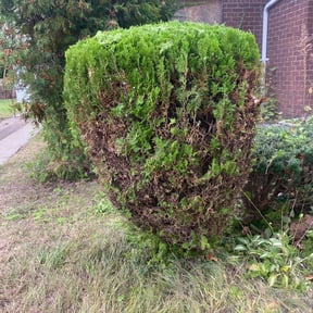 Bush Trimming by Qui property management reviewed on March 30, 2024