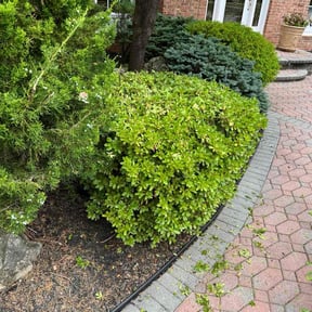 Bush Trimming by Diaz landscaping LLC reviewed on November 10, 2025
