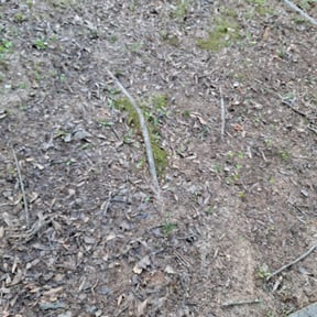 Leaf Removal by Hogman and sons lawncare plus reviewed on July 24, 2025