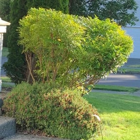 Bush Trimming by The Swole Life Corporation dba Swole & Bold Lawn Grooming reviewed on August 21, 2025
