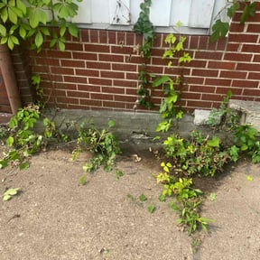 Bush Trimming by Tim's Discount Lawn reviewed on August 19, 2025
