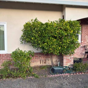 Bush Trimming by Martin Marquez reviewed on November 20, 2025