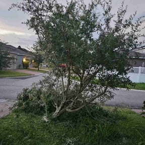 Bush Trimming by Wilmers Garden reviewed on August 16, 2025