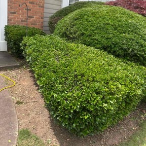 Bush Trimming by Tracy Norman’s Lawn Services reviewed on August 20, 2025