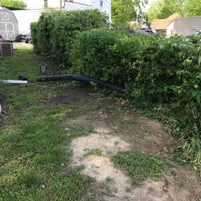 Bush Trimming by BBA BIG BROTHERS IN ACTION LLC reviewed on August 17, 2025