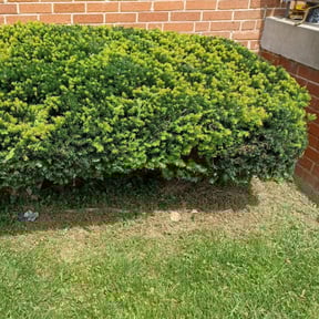 Bush Trimming by neverbrown lawn care reviewed on August 17, 2025