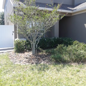 Bush Trimming by E and A landscape and design reviewed on August 16, 2025