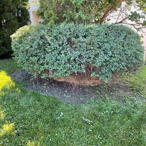 Bush Trimming by Kee Lawn care reviewed on November 22, 2025