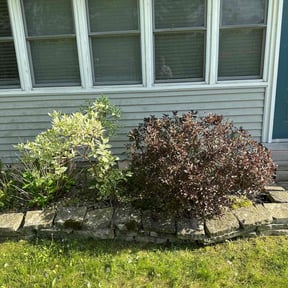 Bush Trimming by J Jr’s Lawn Maintenance reviewed on August 20, 2025