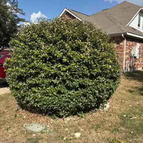 Bush Trimming by Gibson&#039;s Lawn Care Services reviewed on October 21, 2025