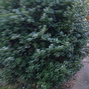 Bush Trimming by Velazquez Landscape reviewed on November 24, 2025