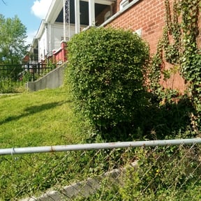 Bush Trimming by Landaeta & Gamero Investments reviewed on August 16, 2025