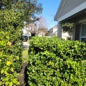 Bush Trimming by Greg's lawns reviewed on December 25, 2025